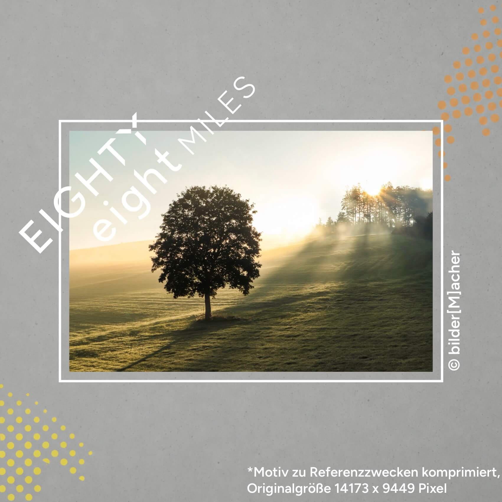 Wandbild eines Einzelnen Baumes auf einem Feld, die Sonne erleuchtet genau diesen einzelnen Baum