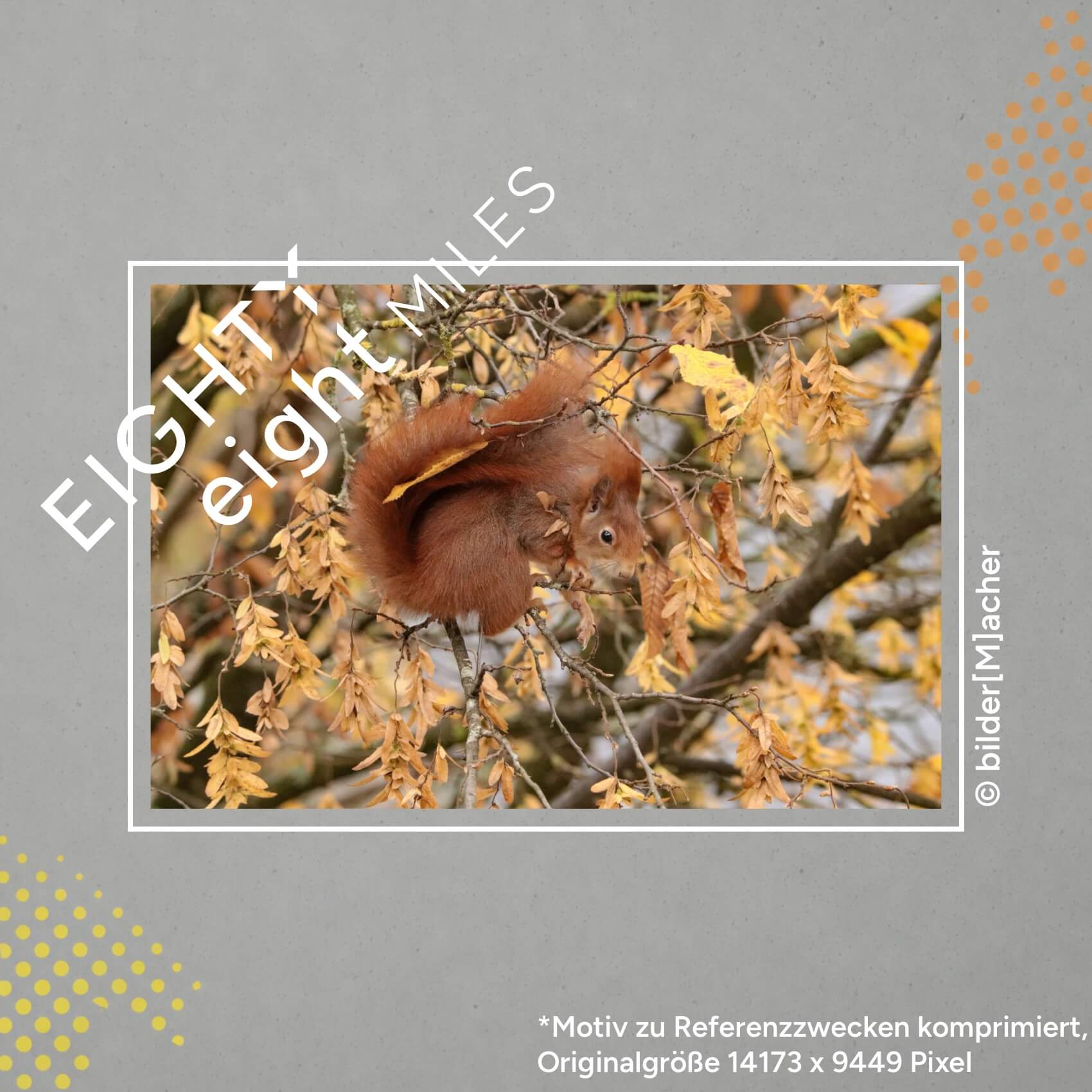 Wandbild eines Eichhrnchens in einem Herbstbaum