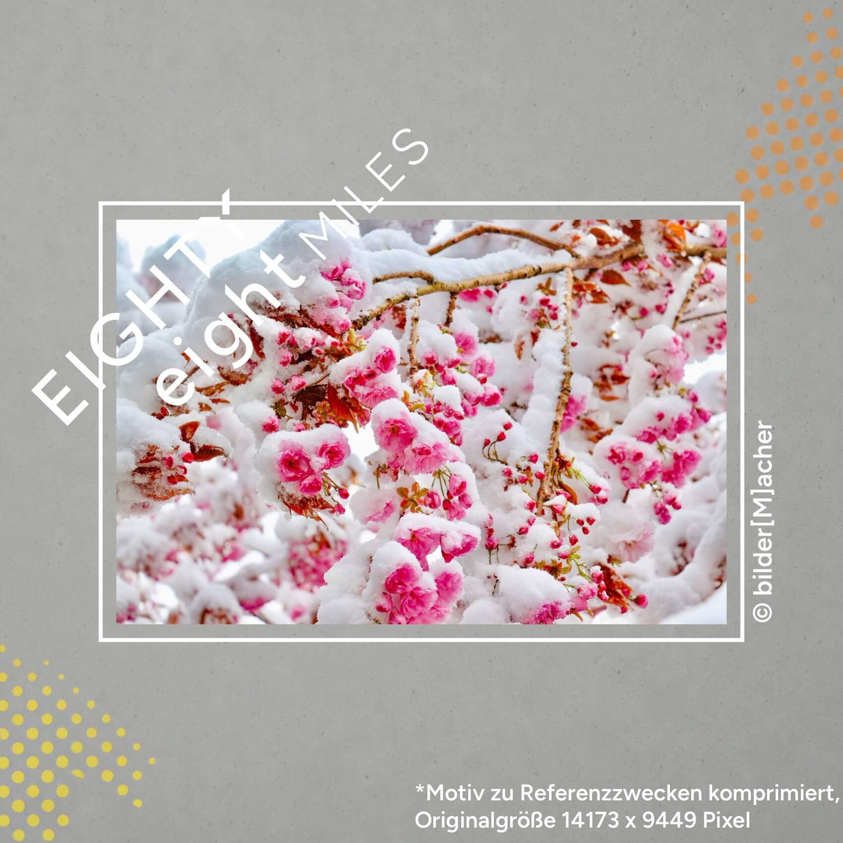 Wandbild einer kirschblüte welche von schnee bedeckt ist