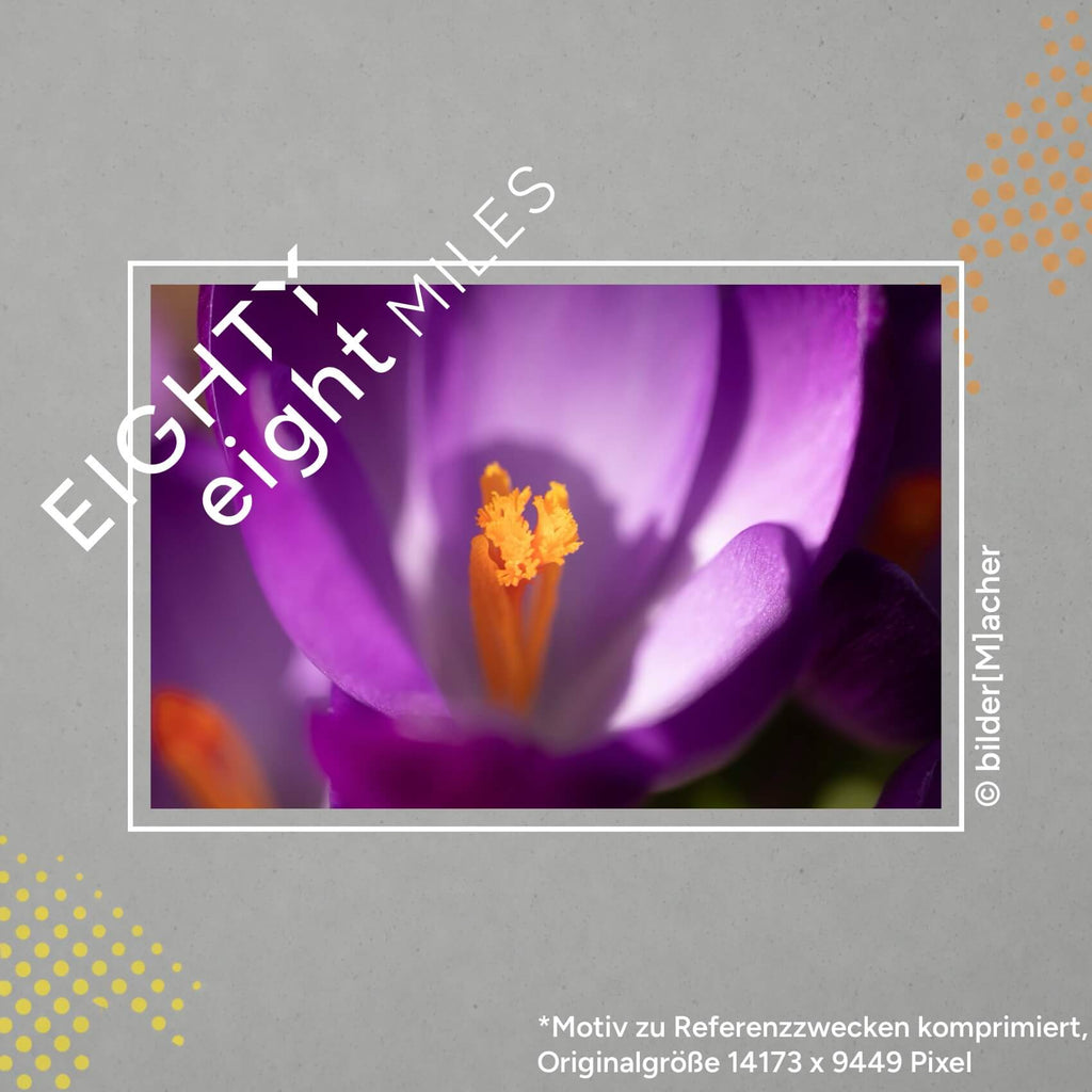 Wandbild von einer lilafarbenen Krokosblüte Nahaufnahme einer Blume 