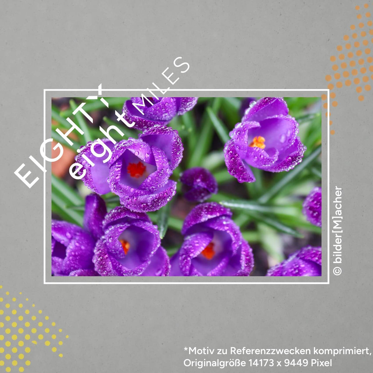 Wandbild vieler kleiner Krokusblüten im Morgentau