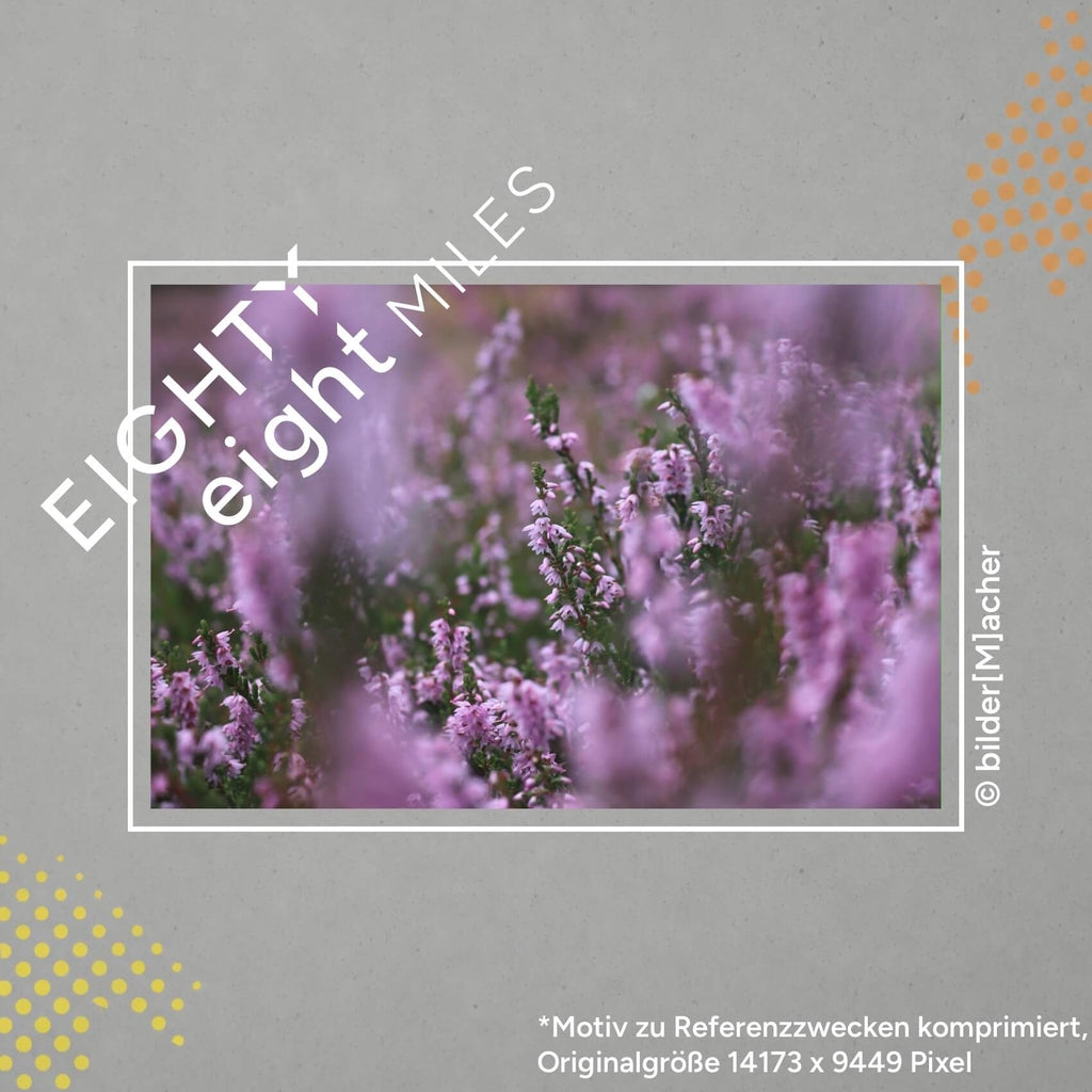 Wandbild einer Nahaufnahme von lila-pink strahlendem Heidekraut