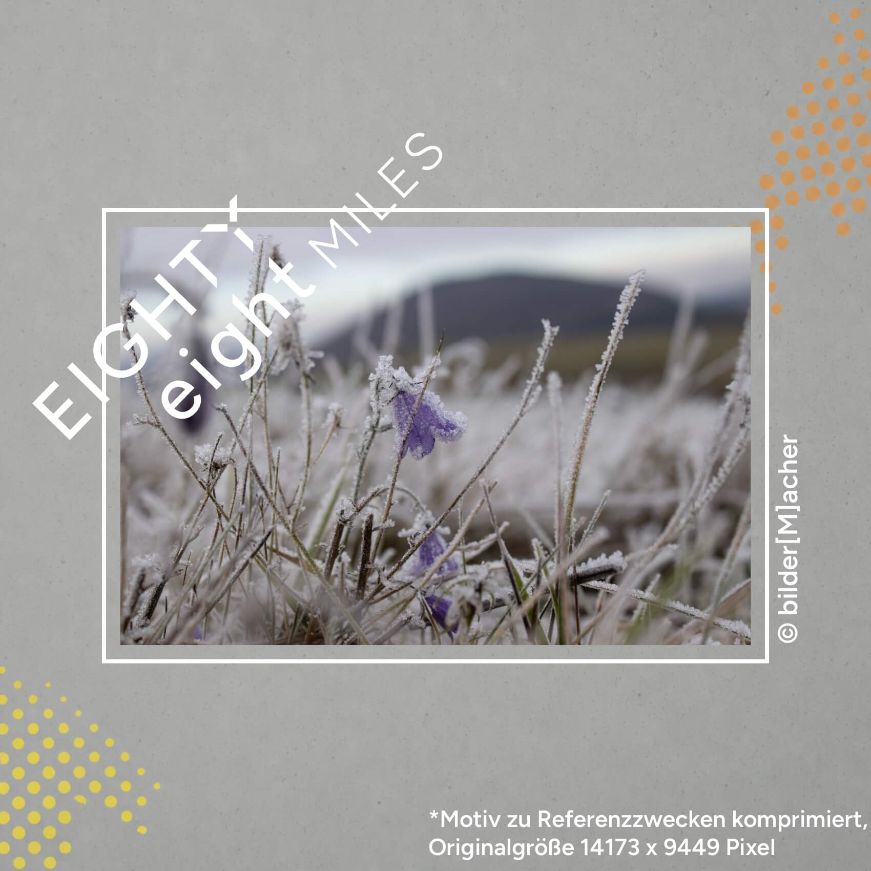 Wandbild einer kleinen violetten blüte auf einer frostigen Wiese