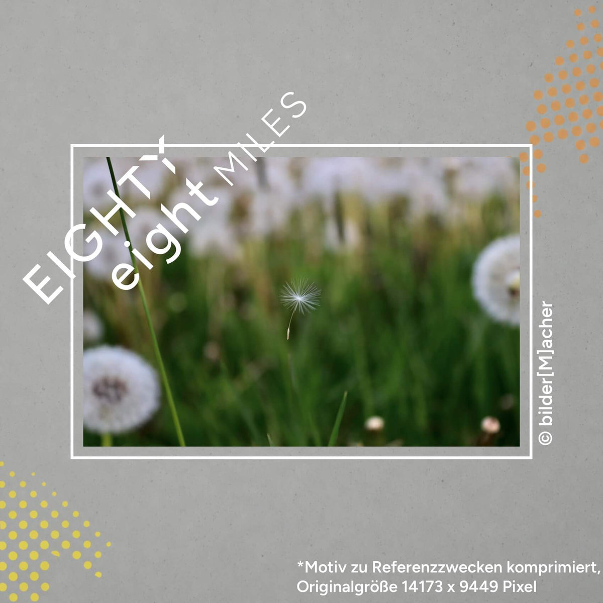 Wandbild eines kleinen Samen einer Pustblume wie er durch die Luft gleitet