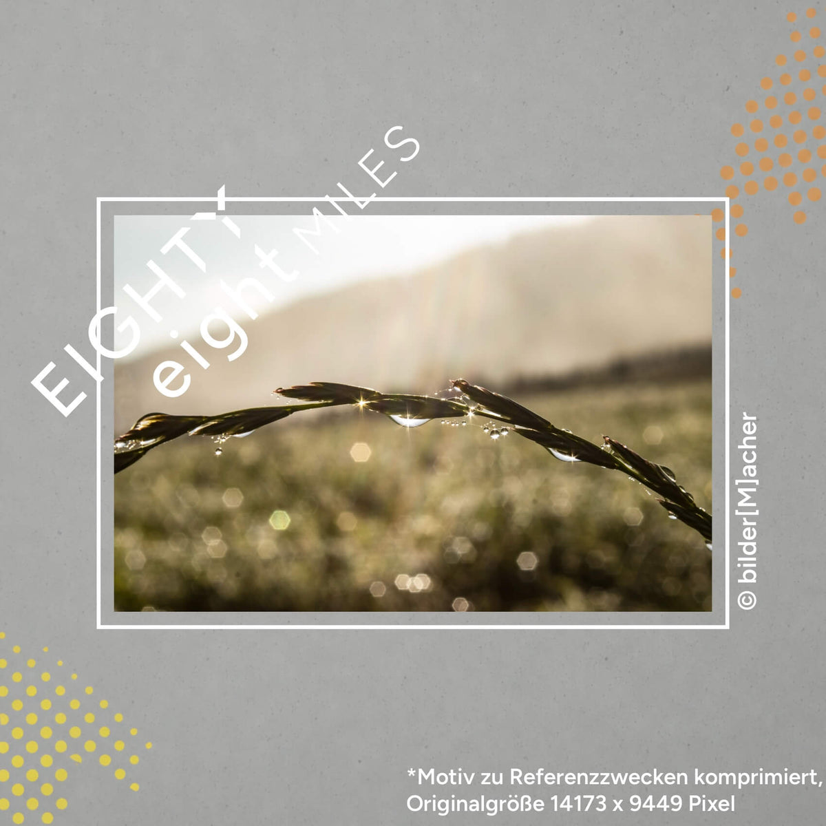 Wandbild eines Tautropfens mit Sonnenstrahlen am Morgen an einem Grashalm, Naturmotiv